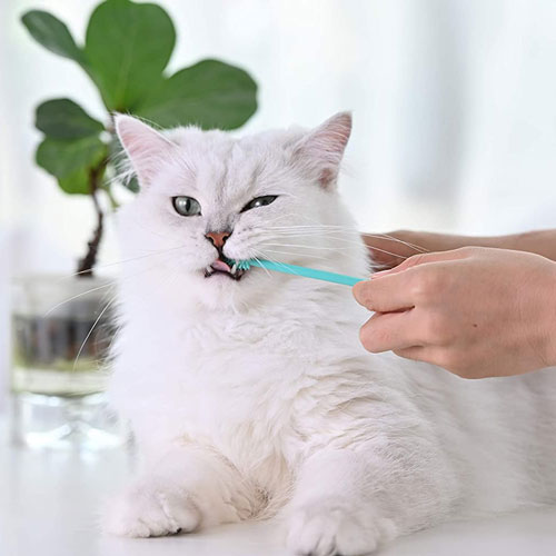 silicone-cat-toothbrush2